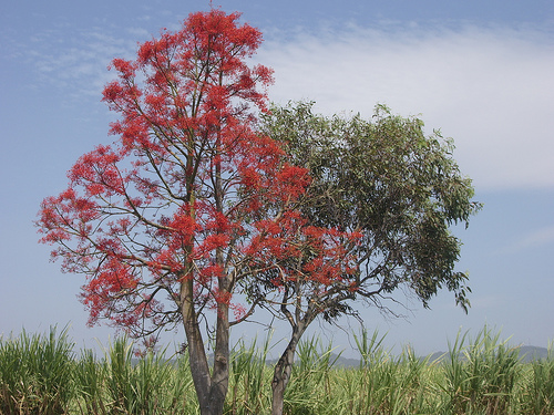 Brachychiton_Acerifolius-Tree1.jpg