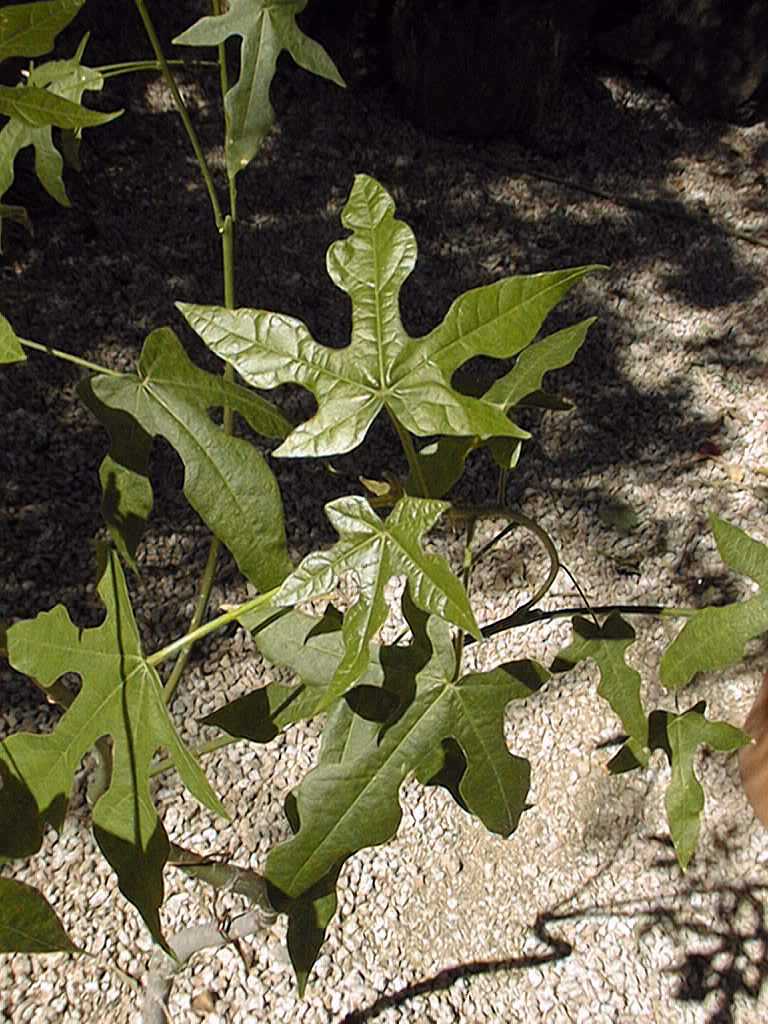 Brachychiton_discolor2.jpg