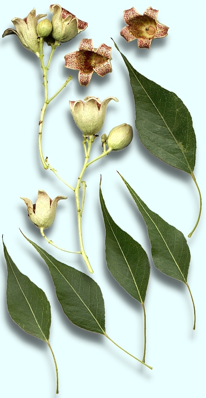 Brachychiton_populneus,_details.jpg