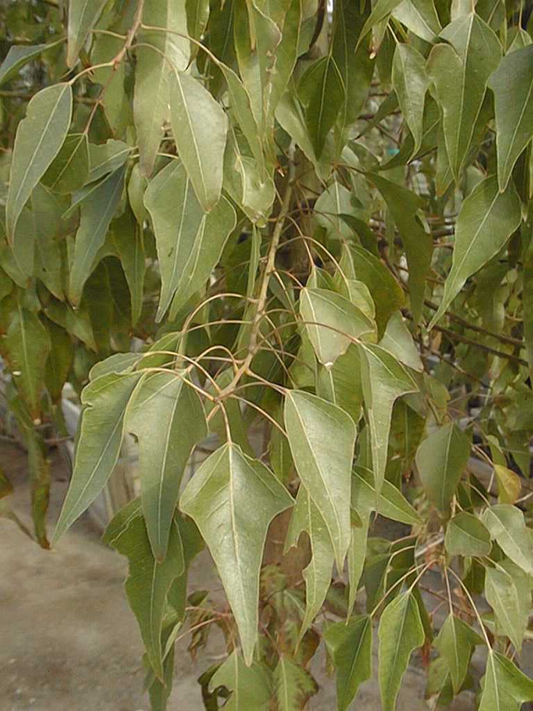 Brachychiton_populneus.jpg