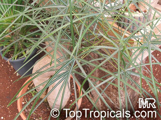 Brachychiton_rupestris4477.jpg