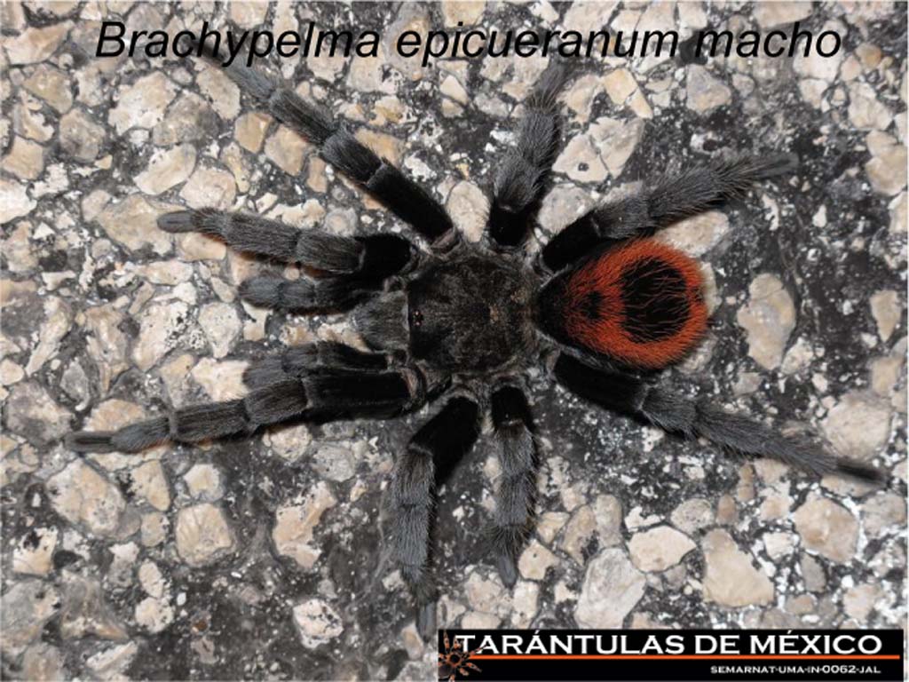Brachypelma%20epicueranum%20macho.jpg