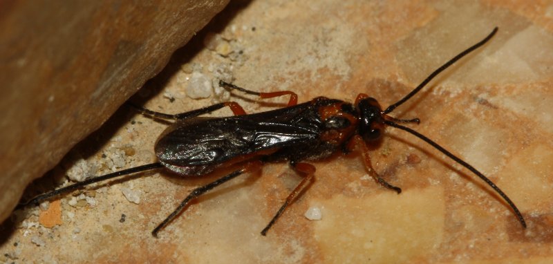 Braconidae_2022.jpg