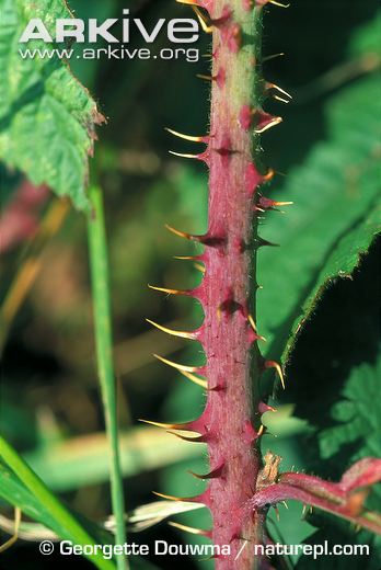 Bramble-branch-with-thorns.jpg