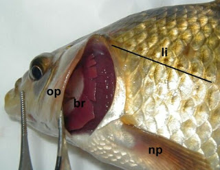 branquia.jpg