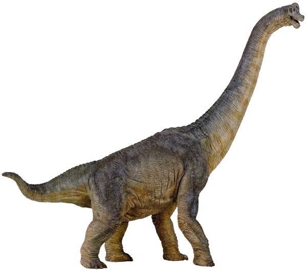 braquiosaurio%20papo%20web.jpg