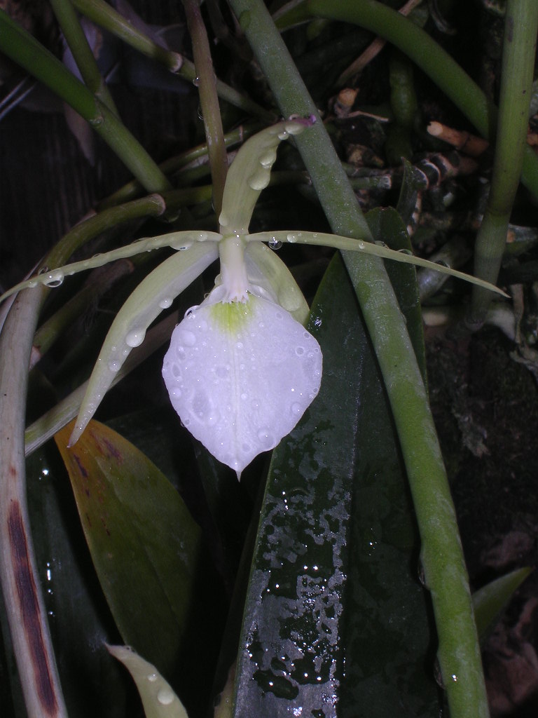 Brassavola%20Perrini%20001.jpg
