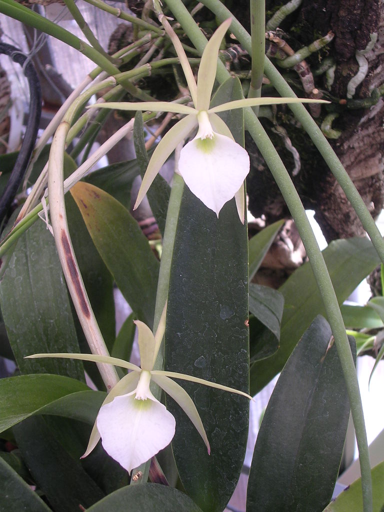 Brassavola%20Perrini%20003.jpg