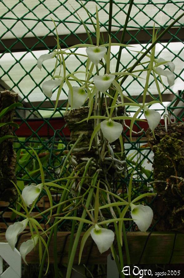 Brassavola%20perrini.jpg