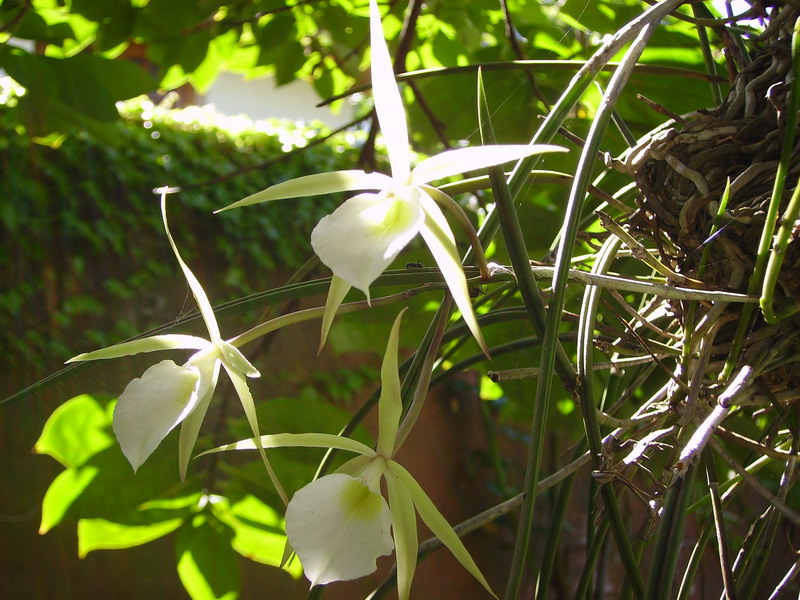 Brassavola%20tuberculata%20Hook.JPG