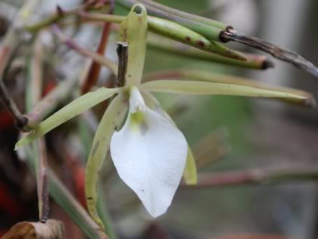 brassavola.jpg