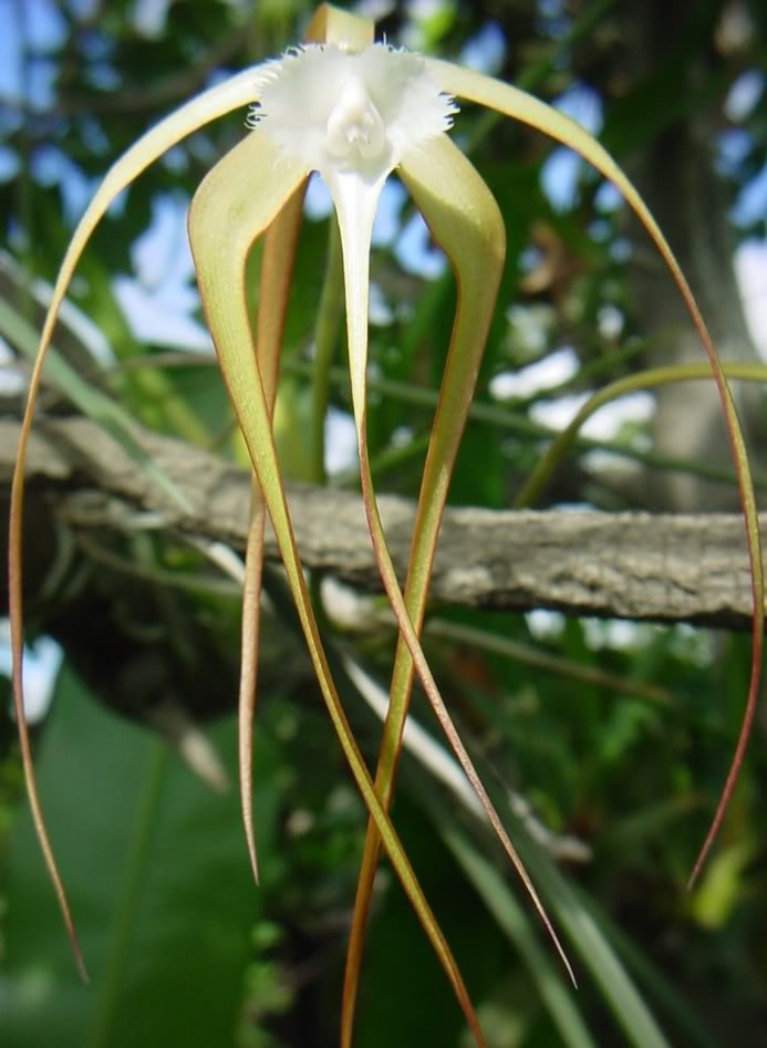 Brassavola_cucullata.jpg