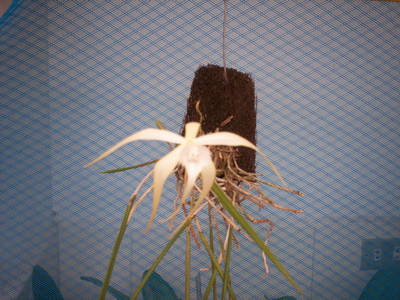 Brassavola_cucullata1.JPG