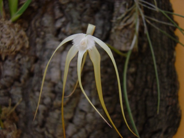 Brassavola_cucullata_14_600_pic.JPG