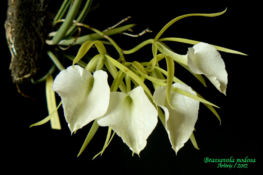 brassavola_nodosa_001.jpg