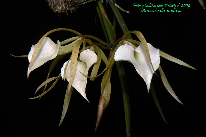 brassavola_nodosa_03.jpg