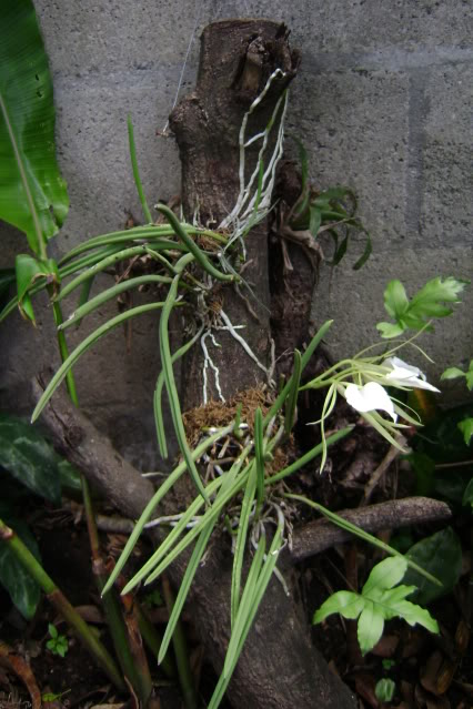 Brassavolanodosa12.jpg