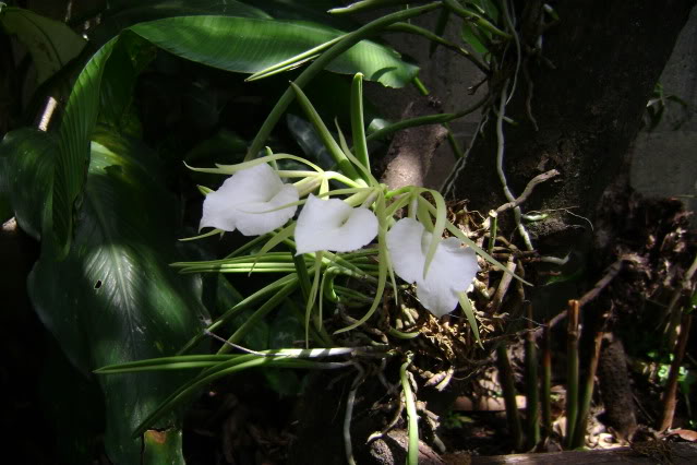 Brassavolanodosa7.jpg