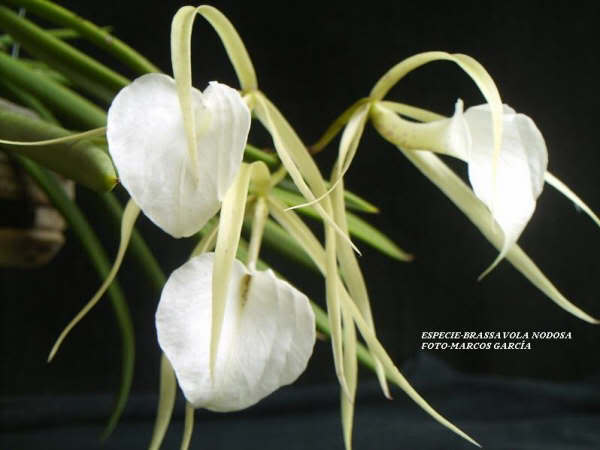 BrassavolanodosaMarcosGarca.jpg