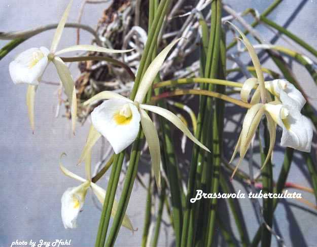brassavolaperrinii.jpg