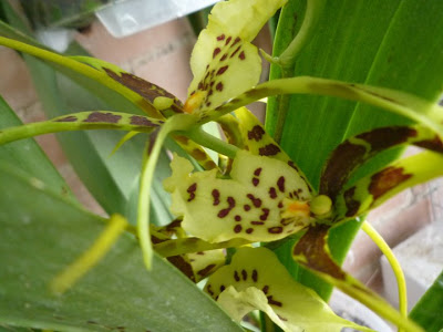 Brassia.jpg