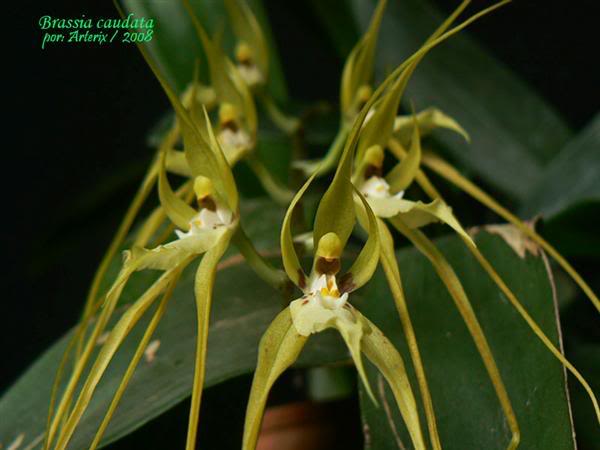 Brassia_caudata.jpg