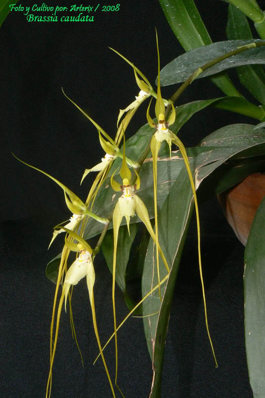 Brassia_caudata_01.jpg