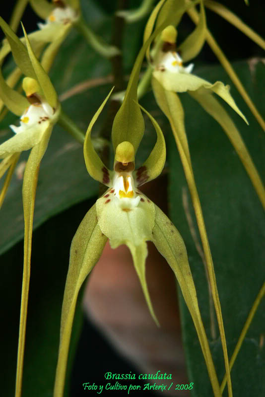 Brassia_caudata_02.jpg