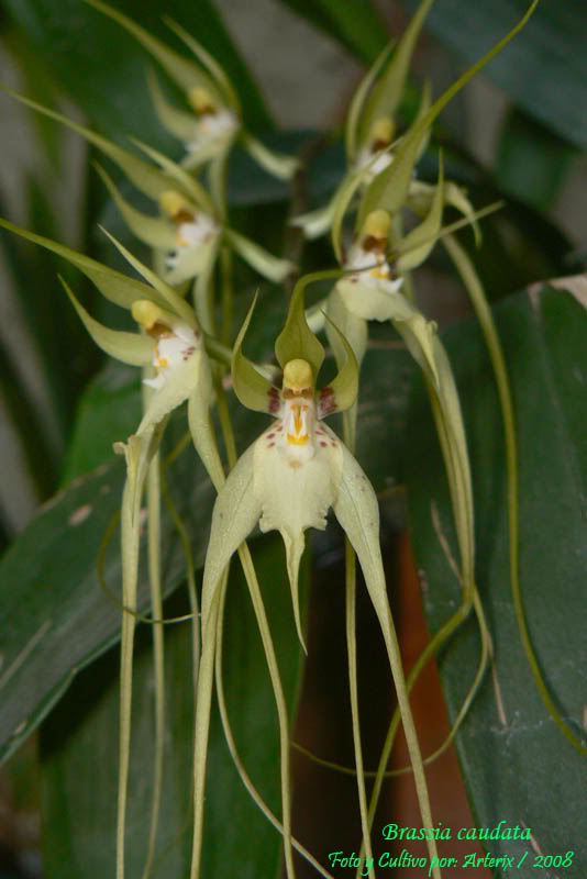 Brassia_caudata_03.jpg