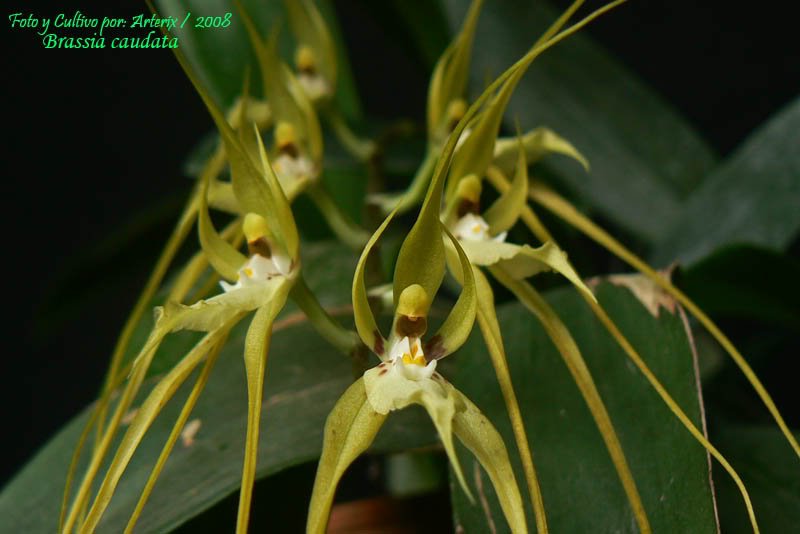 Brassia_caudata_04.jpg