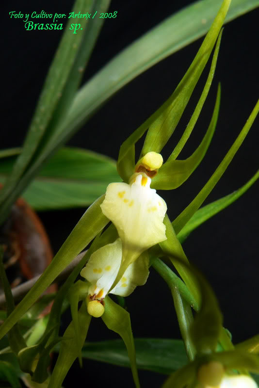 Brassia_sp_01.jpg