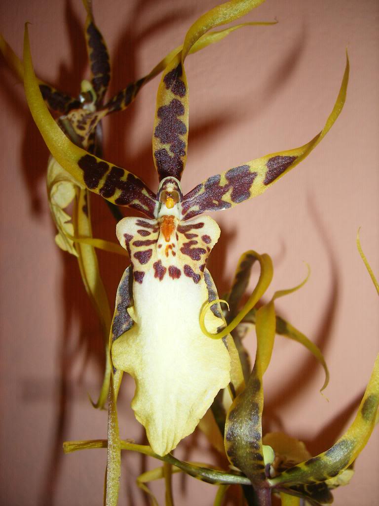 BRASSIAMACULATA.jpg
