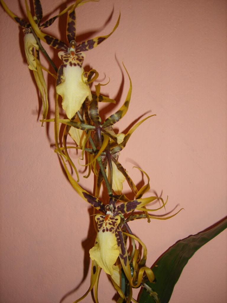 BRASSIAMACULATA2.jpg