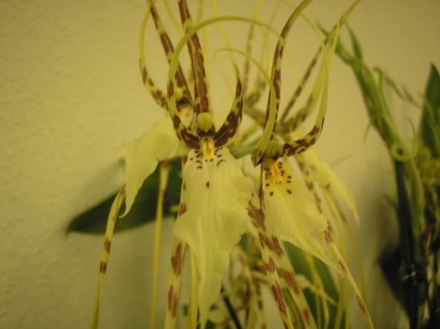 brassiamaculataxverrucosa2.jpg
