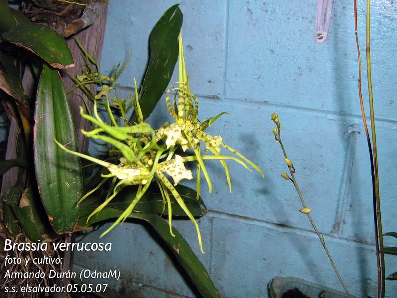 brassiaverrucosa.jpg
