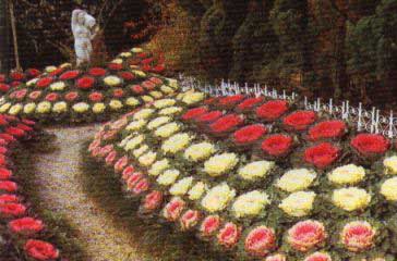 brassica-oleracea-2.jpg