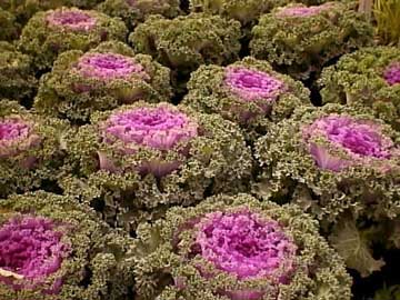 brassica-oleracea.jpg