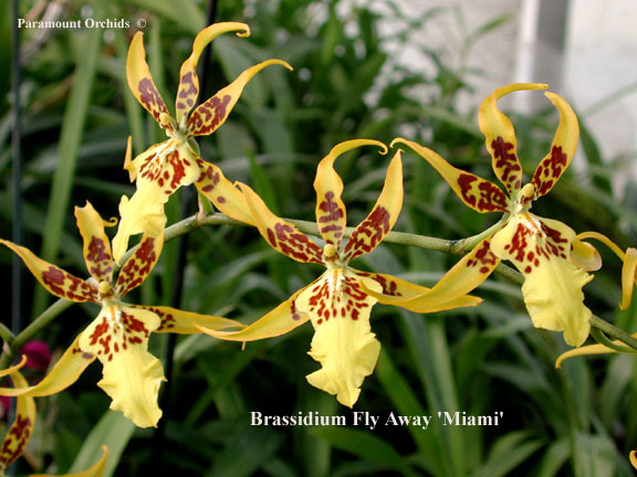 Brassidium%20Fly%20Away%20'Miami%20partial%20spray%20copy.JPG