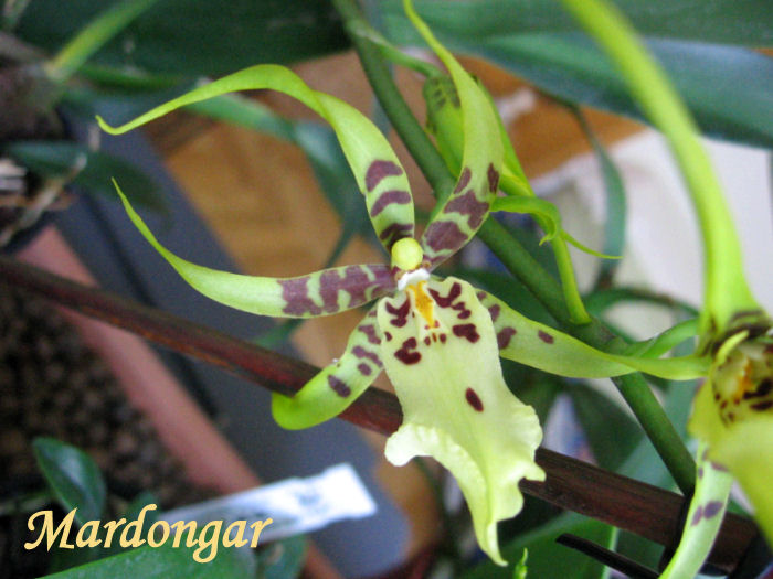 brassidium-flor1.JPG