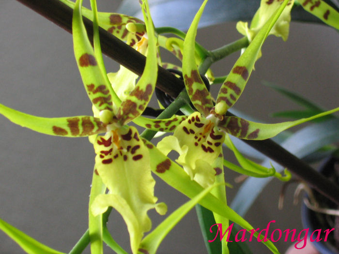 brassidium-pareja.JPG