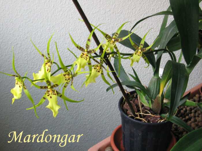 brassidium_200606.JPG