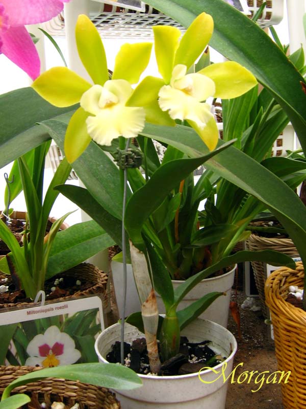 Brassolaeliocattleya%20Hawaiian%20Passion%20_Carmela_%2001.jpg