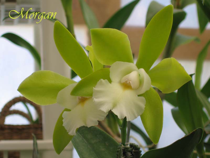 Brassolaeliocattleya%20Hawaiian%20Passion%20_Carmela_%2002.jpg