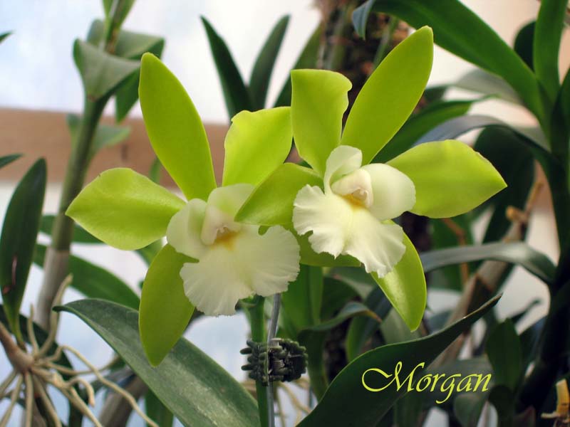 Brassolaeliocattleya%20Hawaiian%20Passion%20_Carmela_%2003.jpg