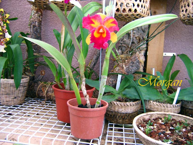 Brassolaeliocattleya%20Taiwan%20Queen%20_King_s%20Monkey_%2001.jpg