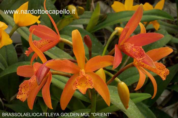 BRASSOLAELIOCATTLEYA GOLDEN MUL ORIENT.jpe