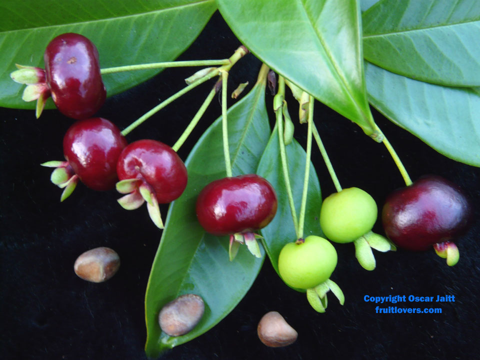 BrazilianCherryRipening.jpg