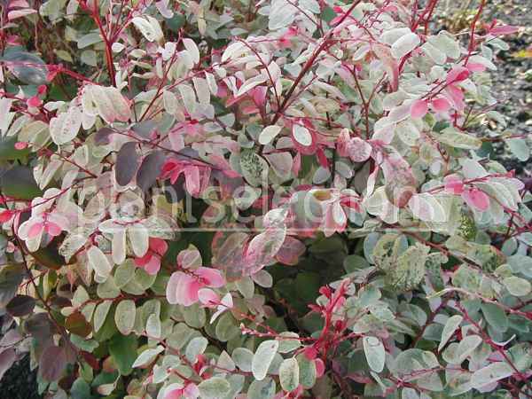 Breynia%20disticha%2C%20Pompadur.jpg