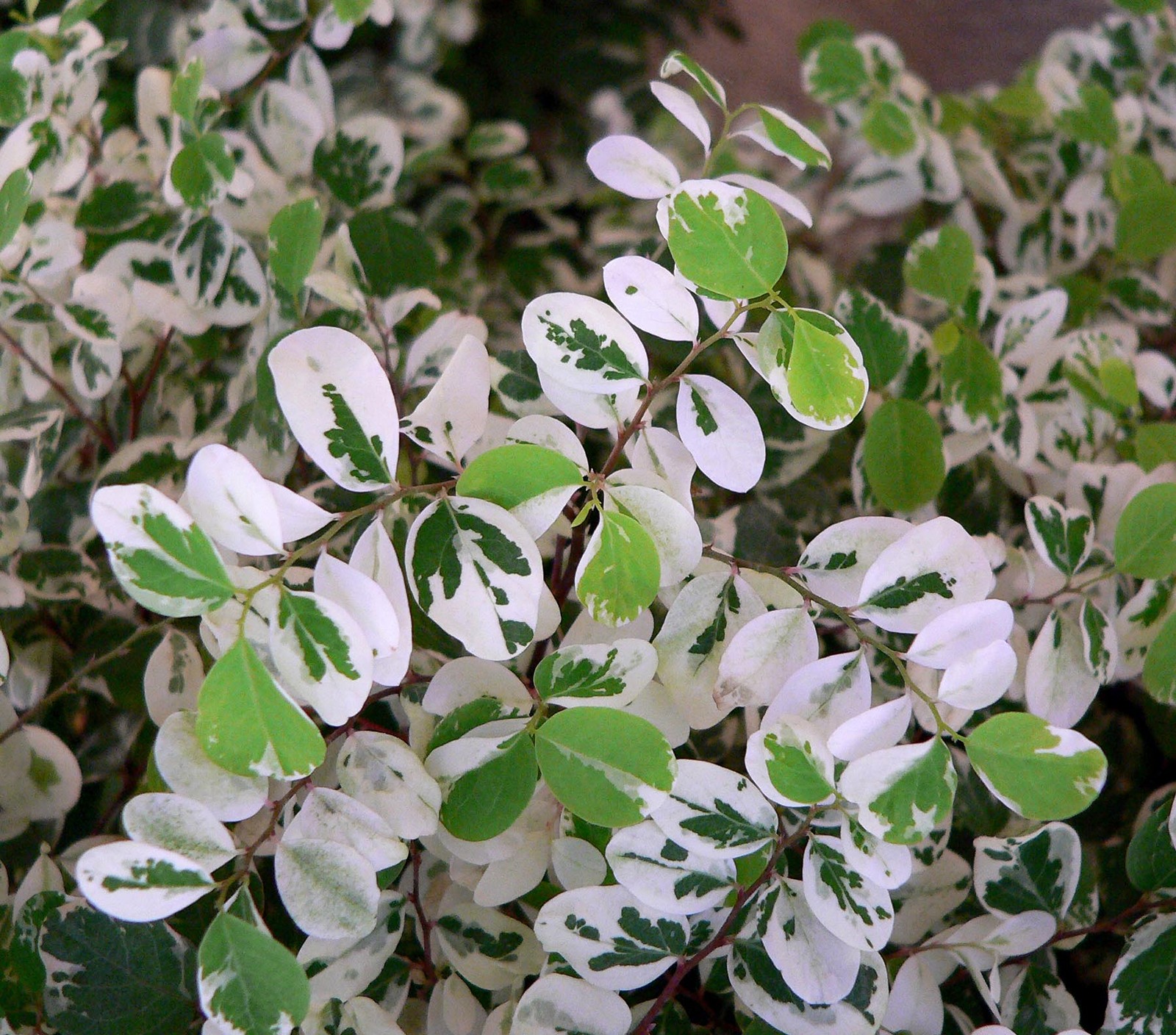 Breynia_disticha_Minima_1.jpg