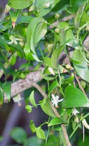 bridal_creeper_foliage.jpg